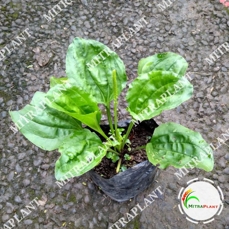 Bibit Pohon Ki Urat - Tanaman Daun Sendok - Tanaman Herbal Kuping Menjangan pohon hidup - TitipBibit