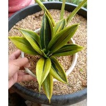 Sansivera Golden Flame