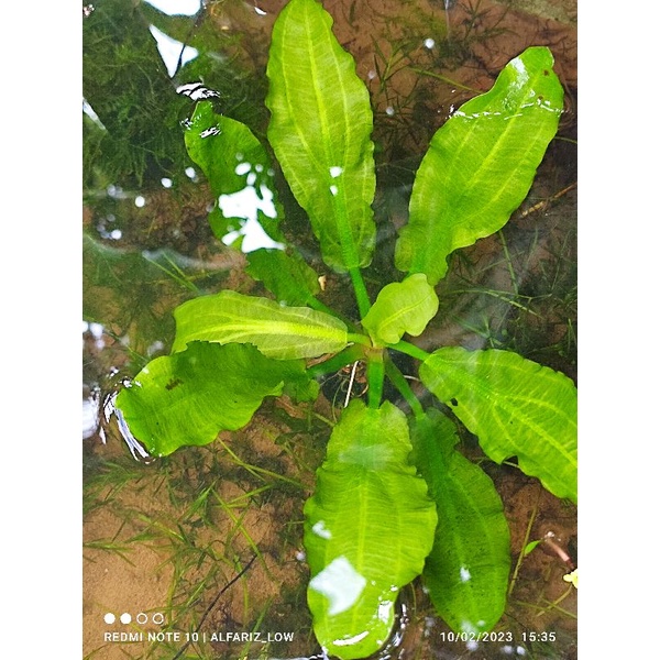 Echinodorus major martii media wabikusa full air