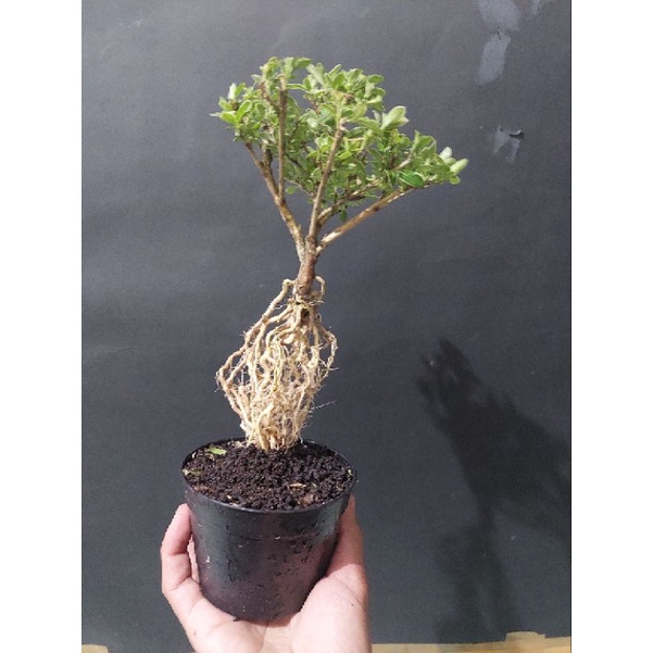 tanaman bonsai mirten avatar program akar (unik rare item siap tampil)  - TitipBibit