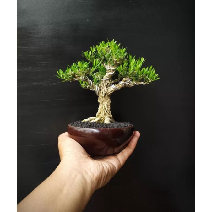 tanaman bonsai boxus rare item siap kontes kelas pemula - TitipBibit