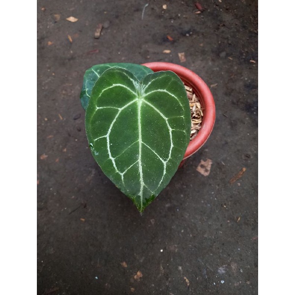 anthurium forgetii hybrid kuping gajah buta