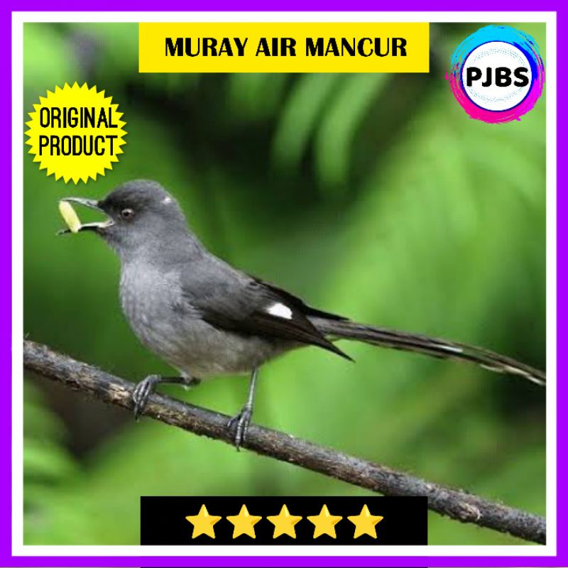 BURUNG MURAY AIR MANCUR JANTAN BAHAN MASTERAN MURAY KACER