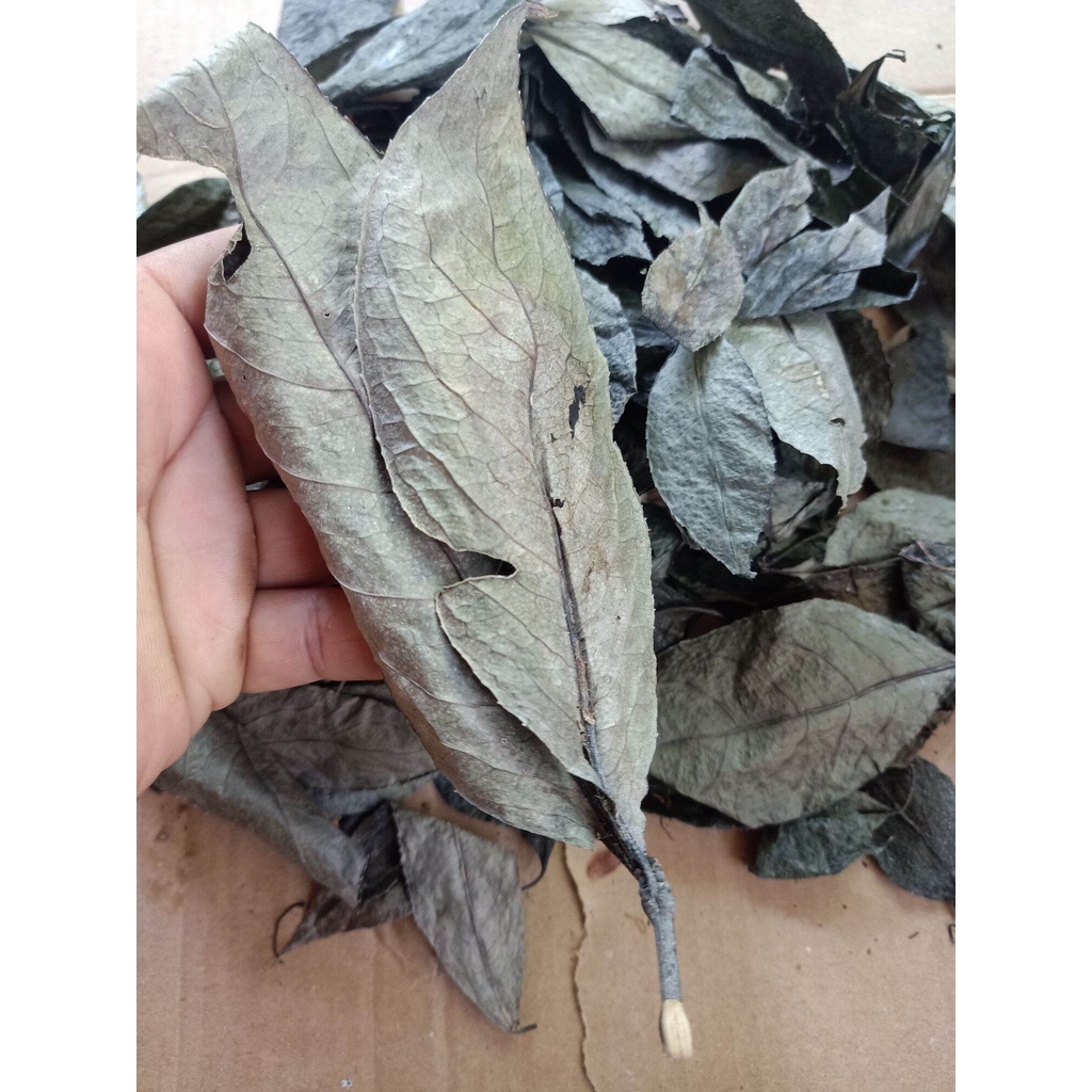 

DAUN JARAK KERING TERMURAH 250 GRAM