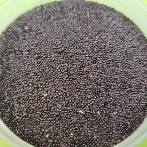 1KG Benih Bibit Bayam Hijau Benua Sayuran Unggul - Benih Biji Tanaman Sayur