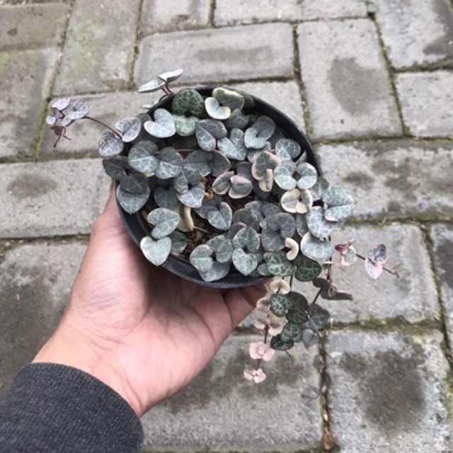 string of heart variegata
