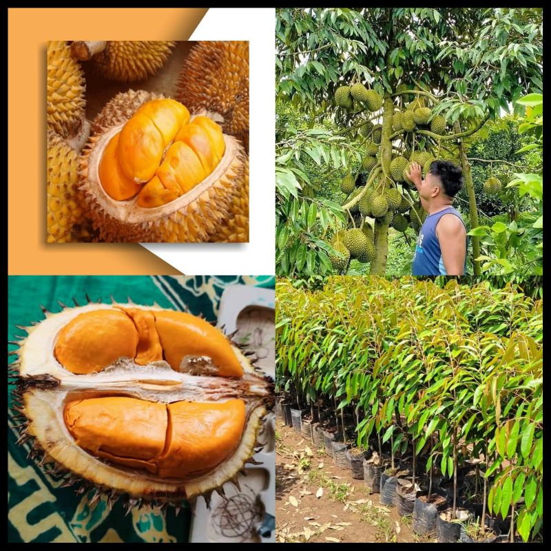 Bibit Durian Simas Batang Besar Ukuran 1 Meter Siap Berbuah