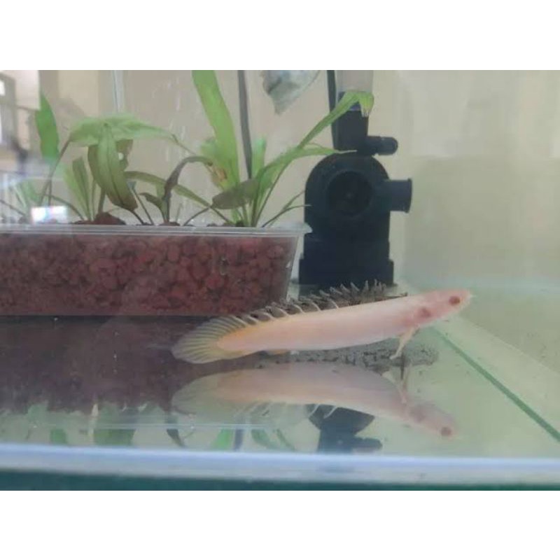 palmas albino