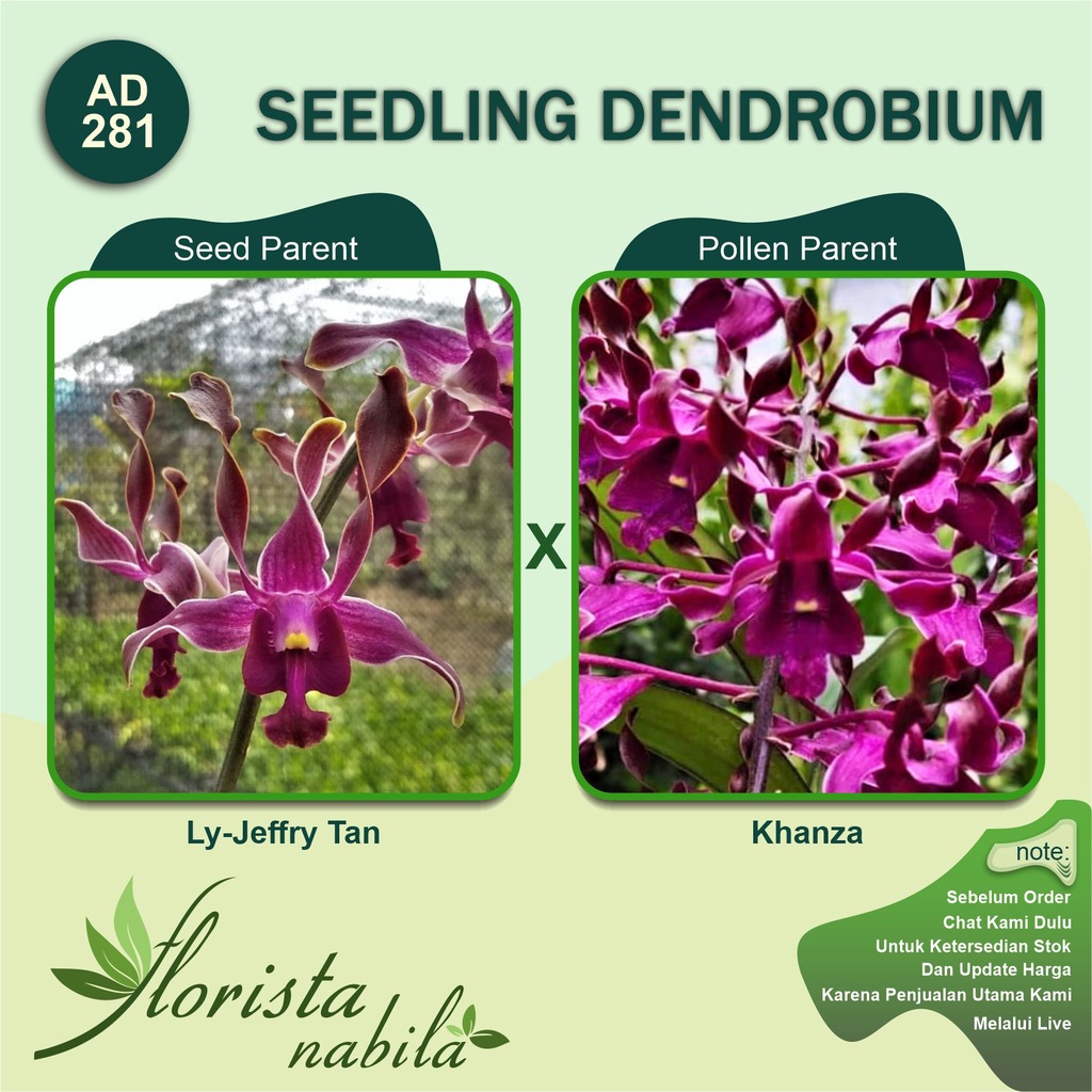 Anggrek Dendrobium LyJeffry Tan x Khanza