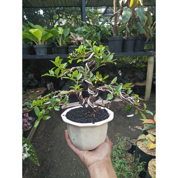 tanaman bonsai kimeng medium siap tampil - TitipBibit