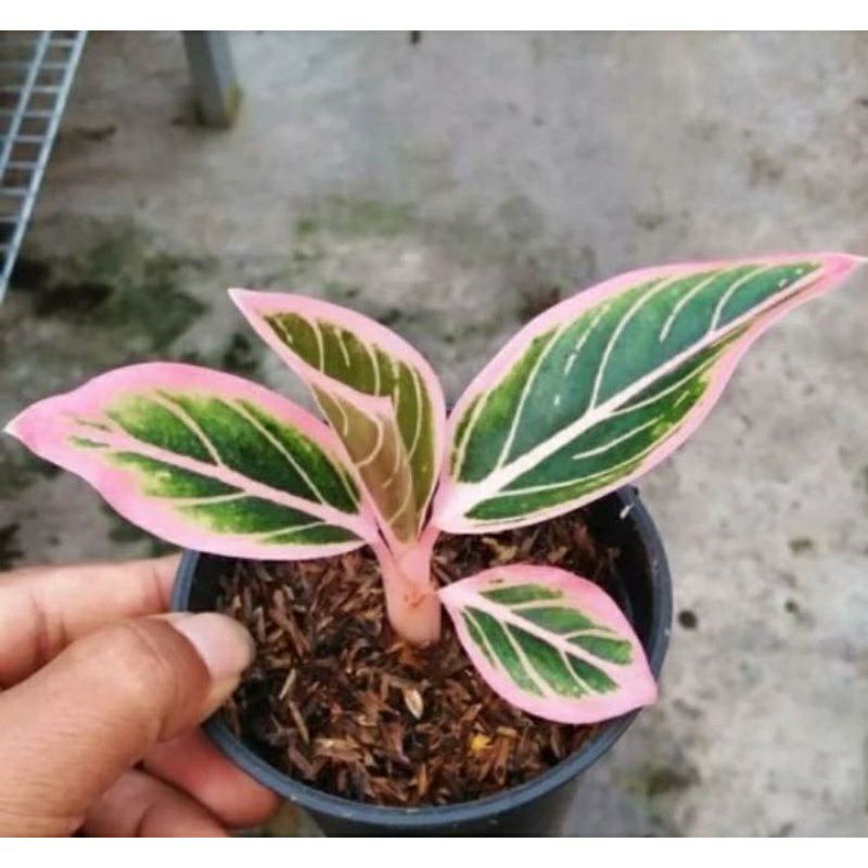 aglonema baby lotus delight + pot