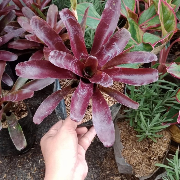 Tanaman hias Bromolia Merah