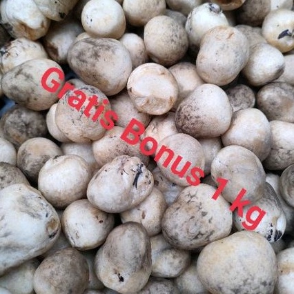 

Jamur Merang Uk ¼ kg + Gratis Bonus