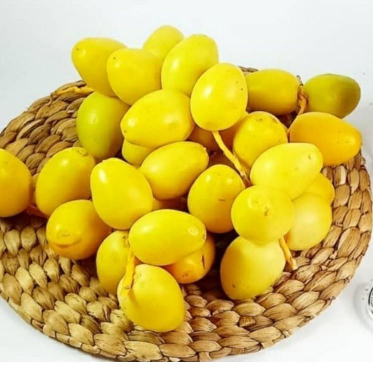 

❂ KURMAMUDA READY ( BISA MIX MERAH-KUNING ) ♠
