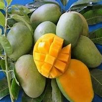 BIBIT MANGGA HARUM MANIS OKULASI
