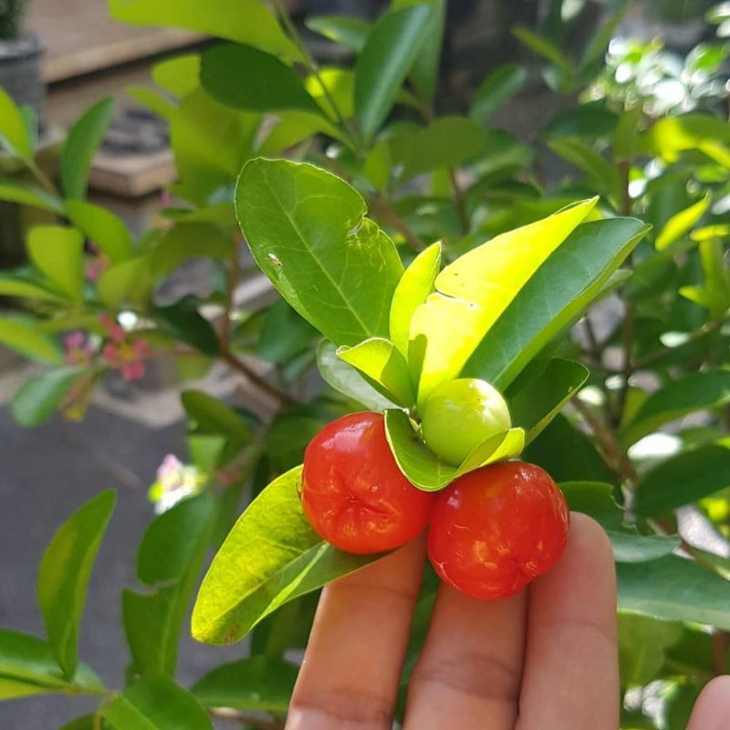 Bibit Tanaman Buah Ceri Vietnam / Hanoy Cherry - TitipBibit