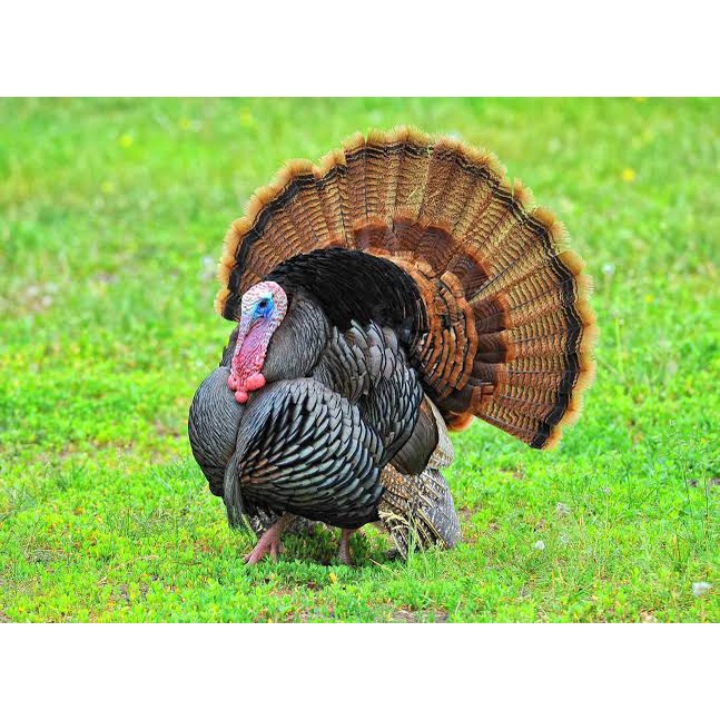 telur tetas asli ayam kalkun