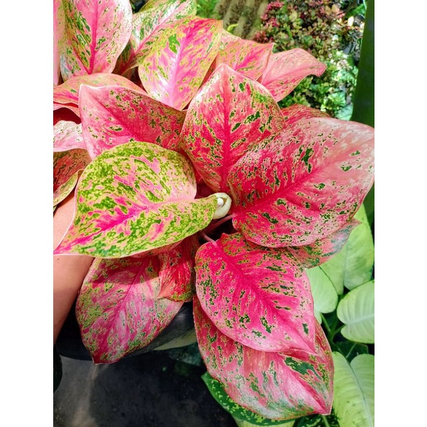 Aglonema Red Striptis Aglonema Red Striptis Dewasa