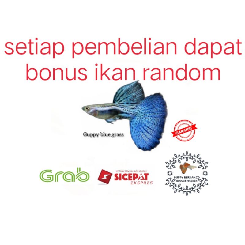 packing styrofoam ( ikan guppy blue grass Grade A)