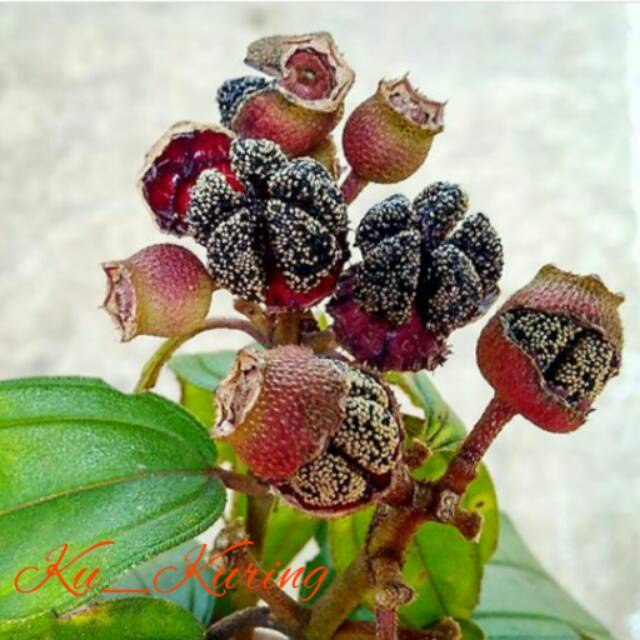 

Buah Senggani Senduduk Hrendong (Melostoma Candidum) Sikaduduk Senggani
