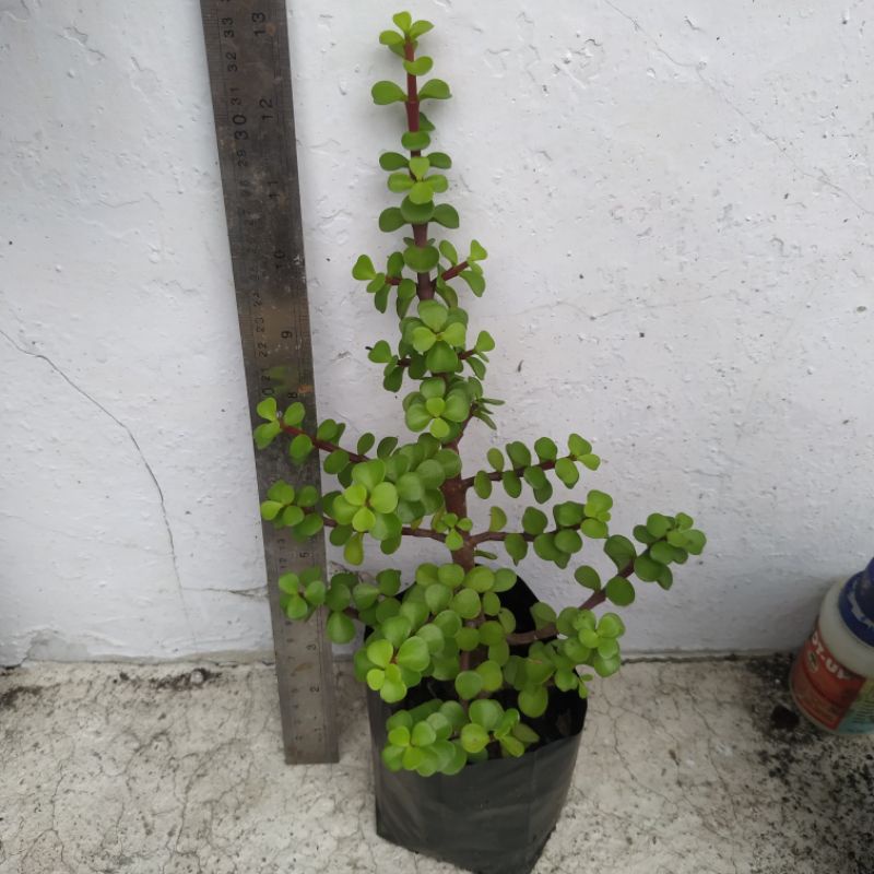 portulacaria afra/jade plant