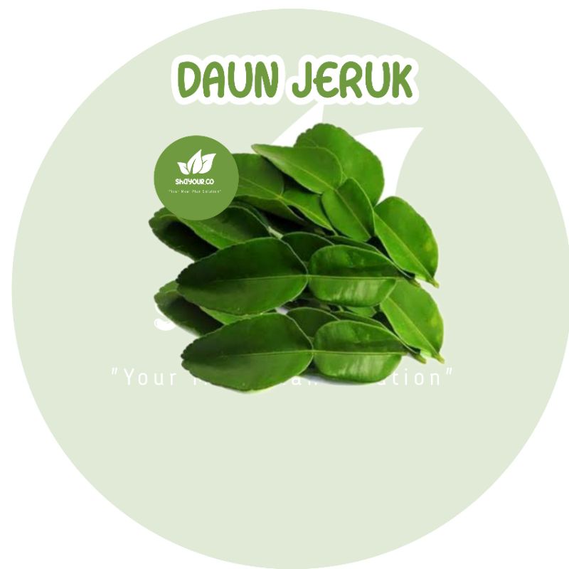 

Daun Jeruk segar - Shayour.co Jogja