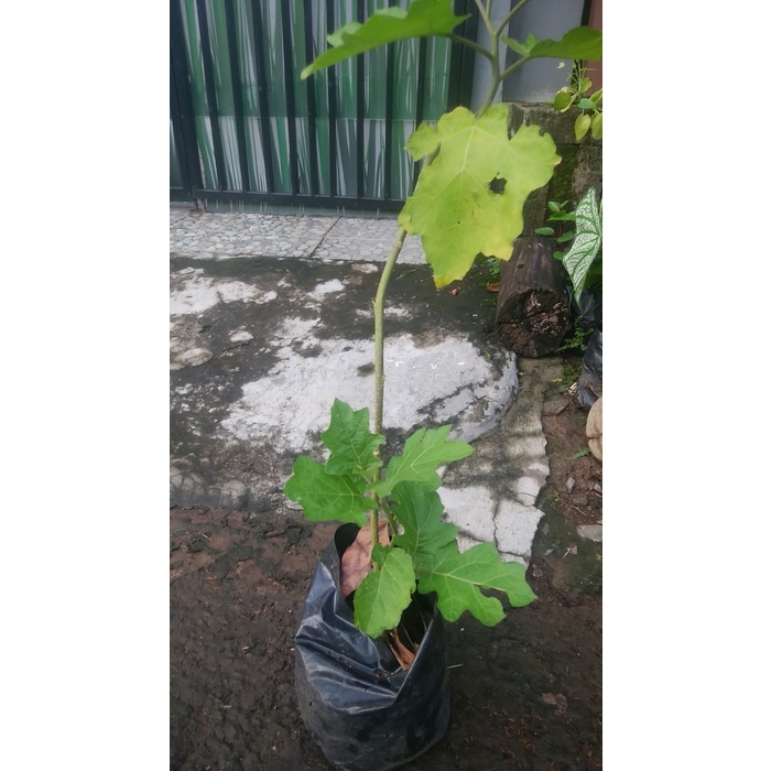 bibit tanaman buah takokak buah cepokak benih takokak sukses