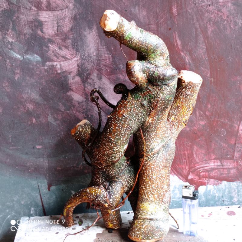 bahan bonsai fresh dongkel iprik realpic