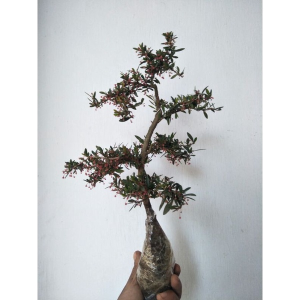 bonsai mini medium cindrawasih rare item - TitipBibit