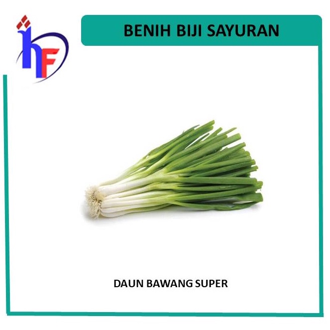 Benih Biji Daun Bawang