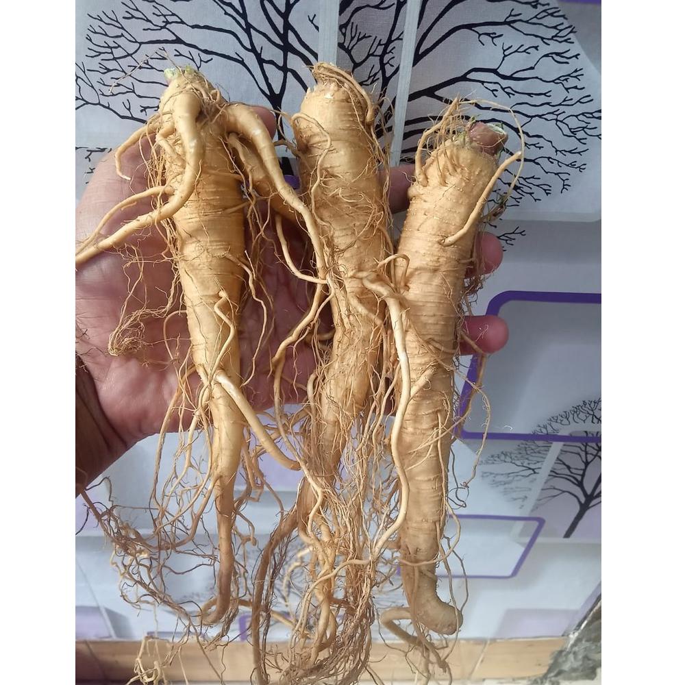 

Stok terbaru Ginseng Merah korea Perbatang (COD)