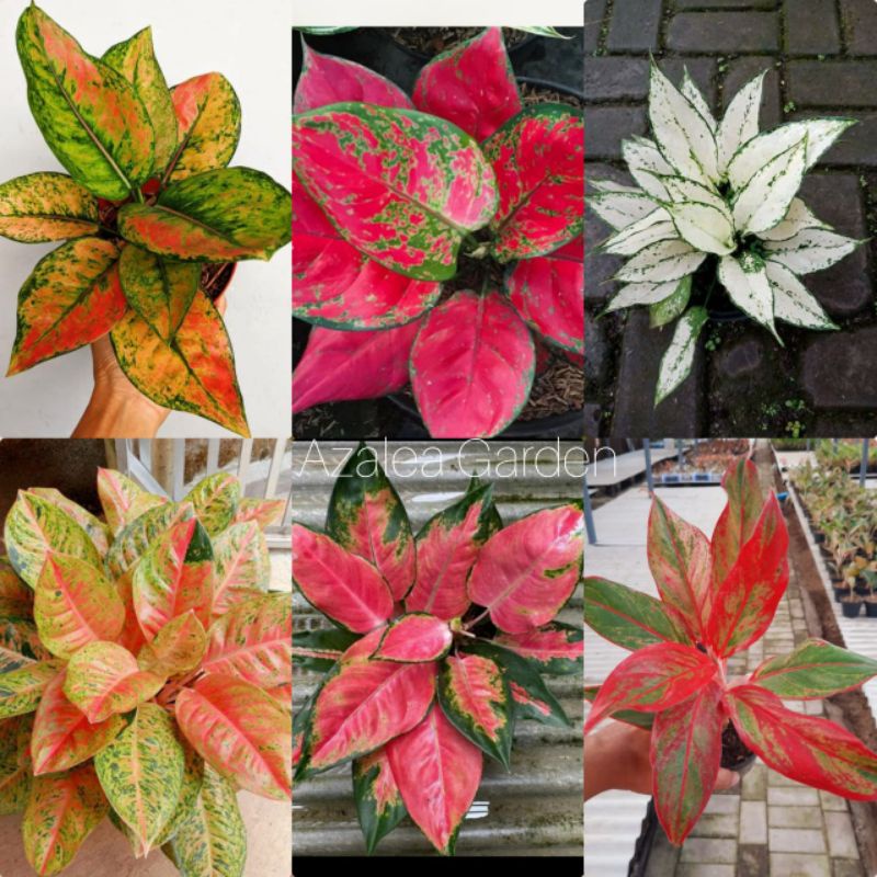 bunga aglonema Paket 6 Jenis