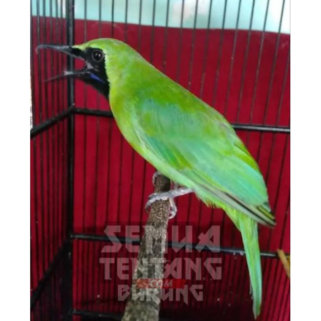 BURUNG CUCAK IJO BAHAN JANTAN BODY BIG