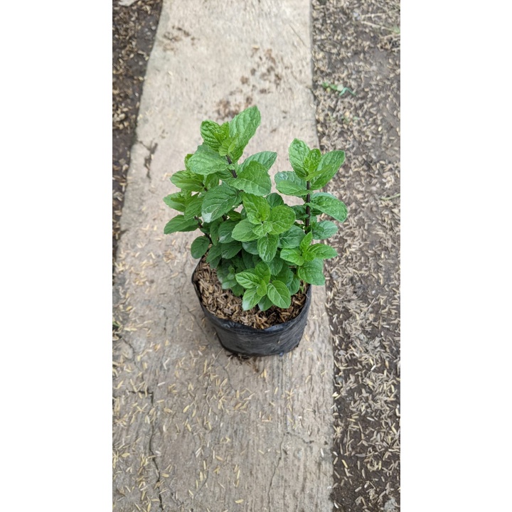 Daun Strong Mint Tanaman Hidup Herbal Bisa dimakan Pohon Hidup - TitipBibit