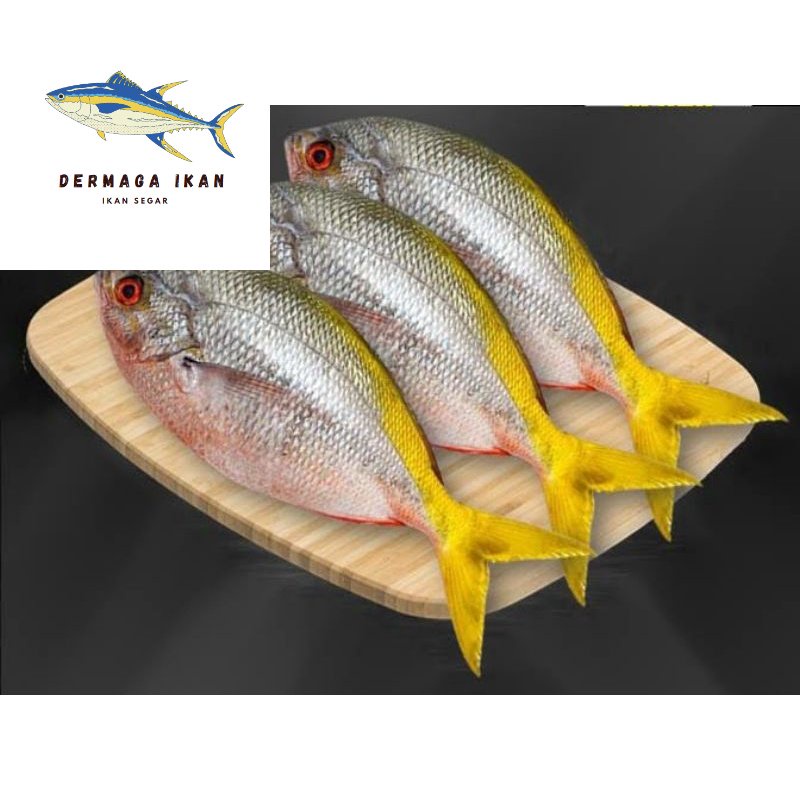 

Ikan Ekor Kuning Segar 1~Kilogram