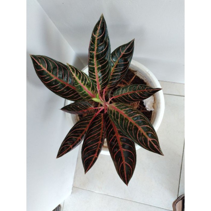 BONGGOL AGLAONEMA | AGLONEMA RED SUMATERA | REDSUM RED SUMATRA