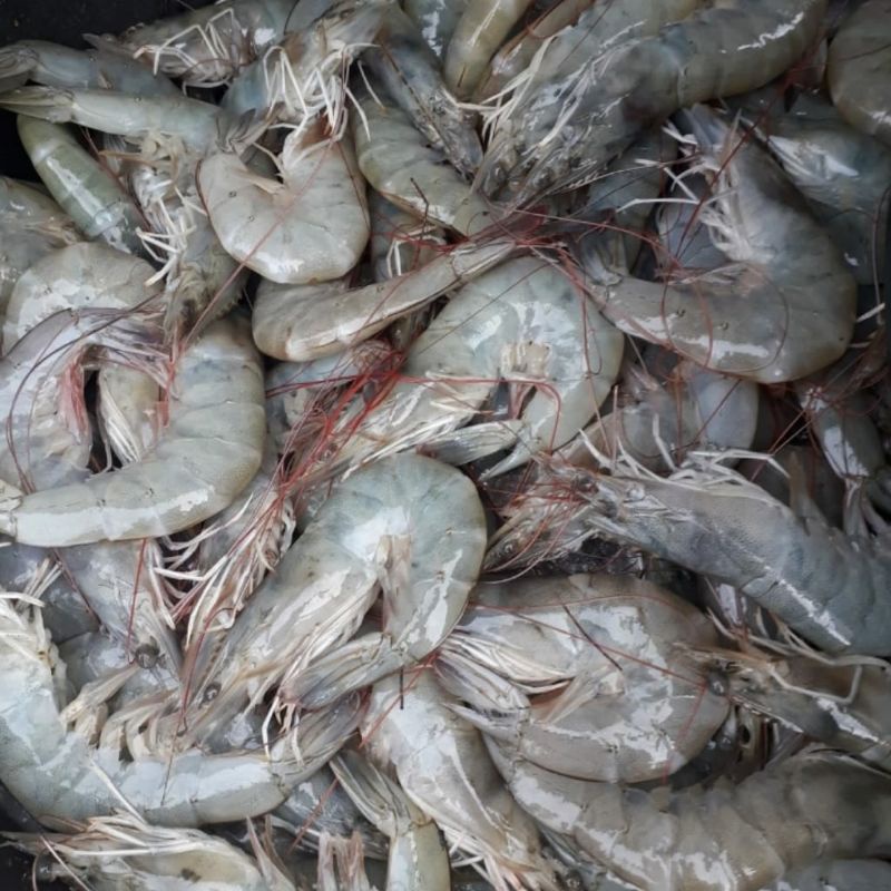 

Pesan malam/ H-1. Udang segar udang fresh 250 gr