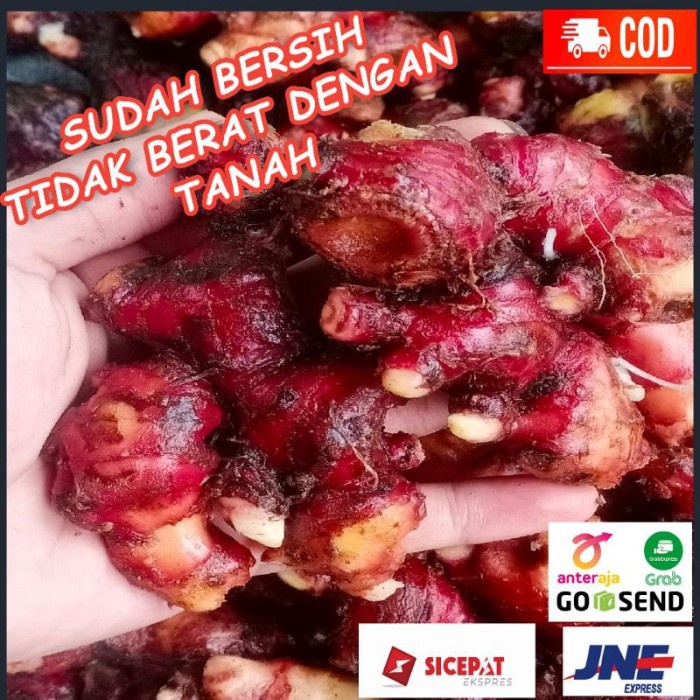 

Jahe Merah Super /Jahe Merah Bersih 1 Kg Tua Ukuran Sedang-Besar