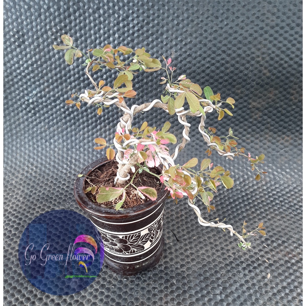 BAHAN BONSAI ASEM LONDO (Pithecellobium dulce)- asam belanda - asam ranji sudah berkawat - floristaj