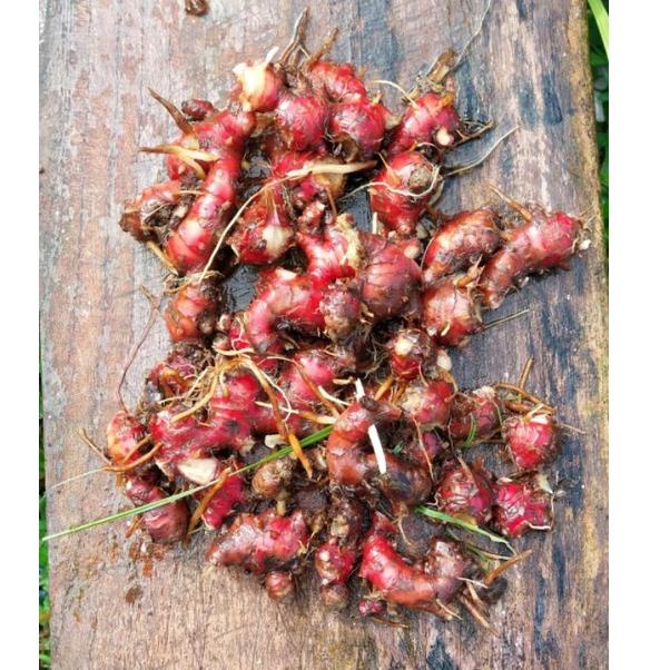 

H96 Jahe merah 1kg + Gratis jahe emprit 500 gram PALING BAGUS す