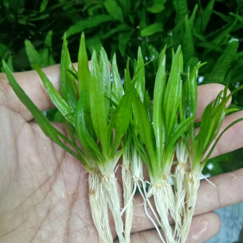 tanaman aquascape echinodorus xingu low co2