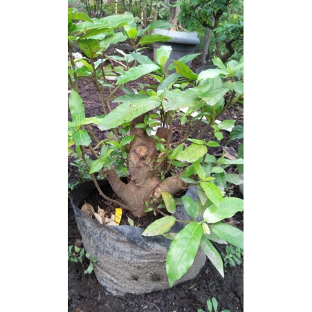 loa dongkelan bogel, bahan bonsai loa akar muter