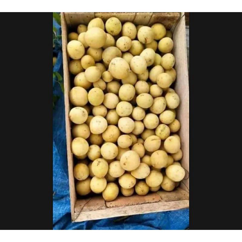 

Buah Duku segar (READY)