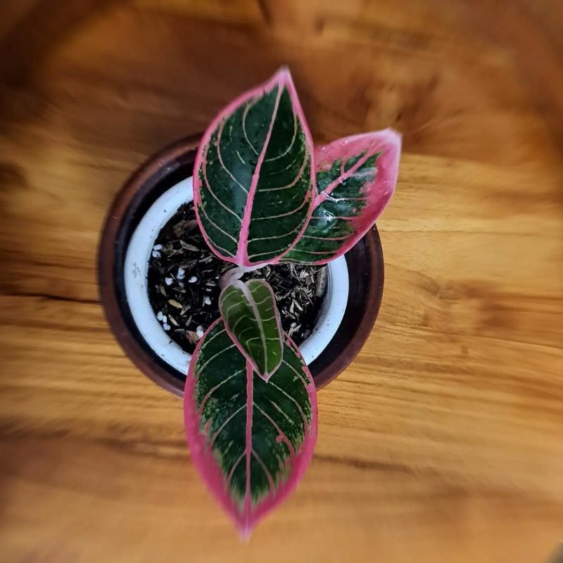 bibit anakan aglonema koleksi KHANZA /kanza