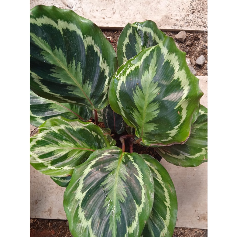 Tanaman Hias Calathea Medallion - Kalatea Medallion - TitipBibit