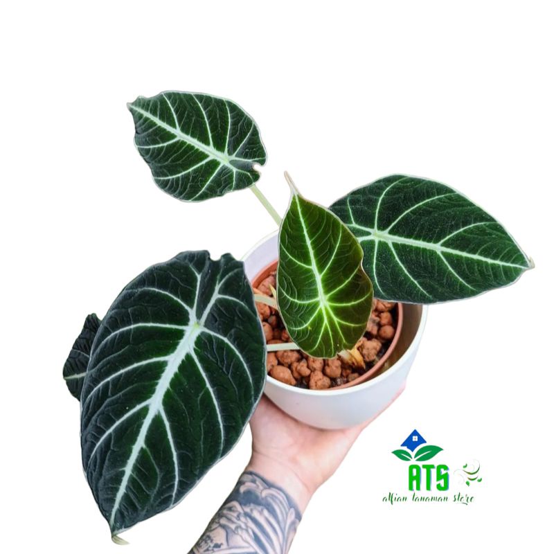 tanaman hias alocasia black velvet - bibit alocasia velvet