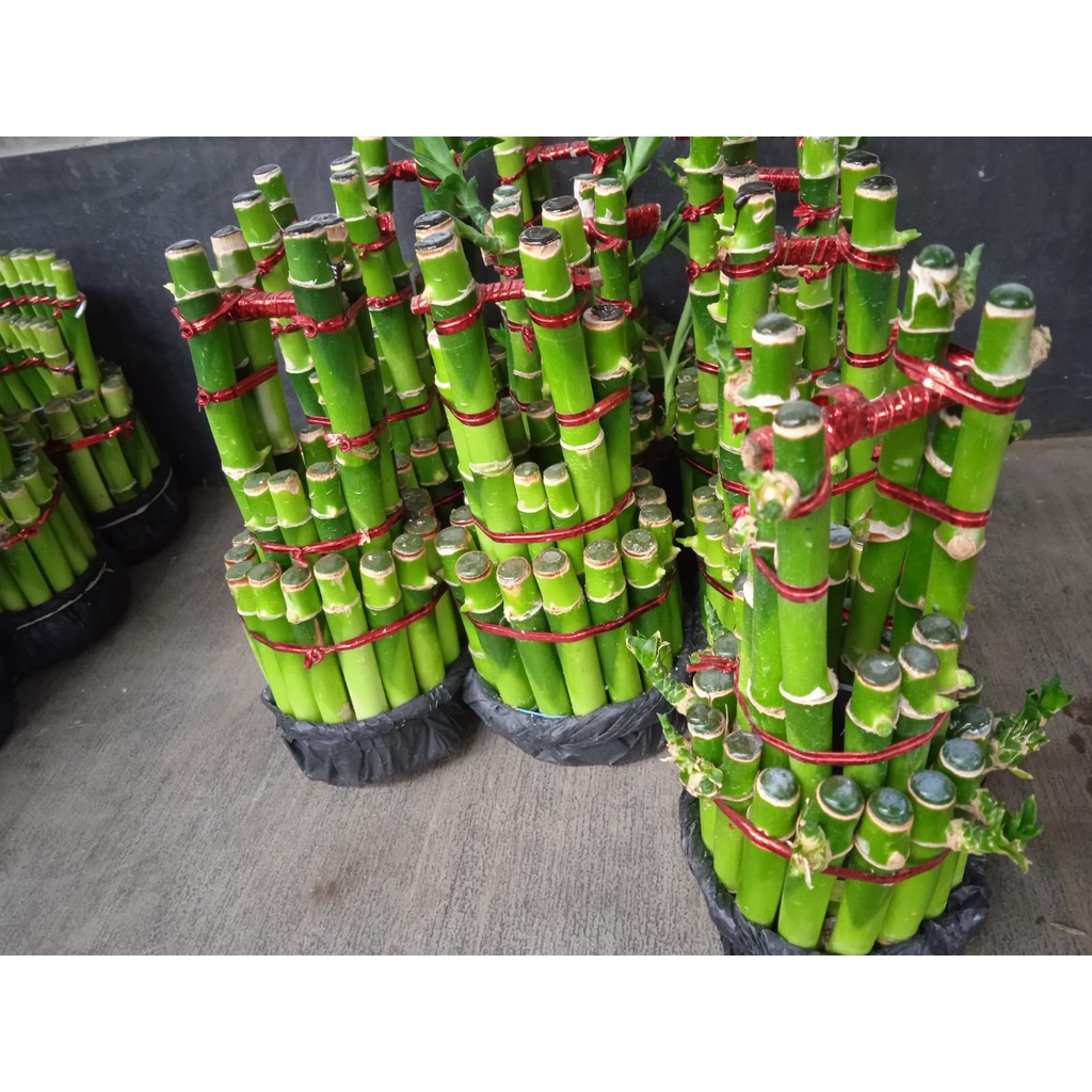 Tanaman Hias Bambu Hoki (dracaena sanderiana)- Bambu Hoki Pagoda