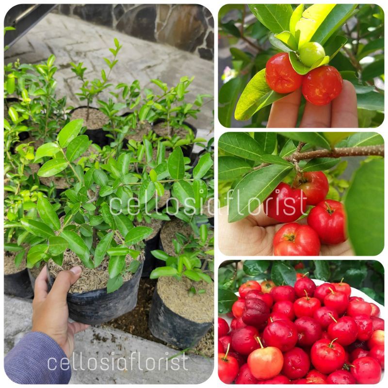 Bibit Tanaman Buah Ceri Vietnam / Hanoy Cherry - TitipBibit