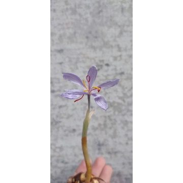 Umbi bibit crocus safron saffron original