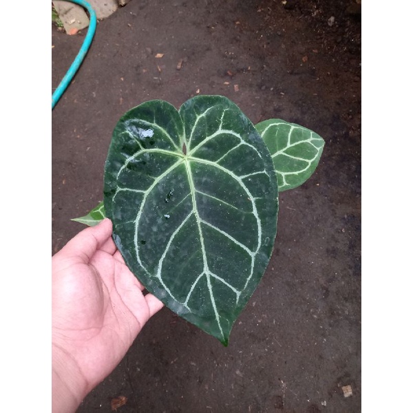 anthurium crsytallinum dark form kuping gajah